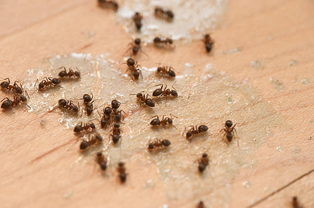 Best Cockroach Control Services  in West Ishpeng, MI